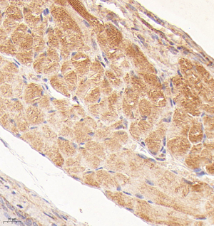 01 GB114952_20220908_Enkurin_13004_1300421102602 M trachea d1000_IHC_40.0x.jpg