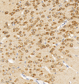03  GB114563_20220908_DPYSL5_12573_1257321081702 M brain d800_IHC_30.0x.jpg