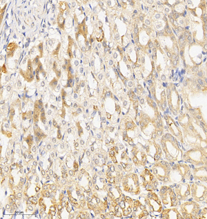 03  GB114564_20220908_USP15_12576_1257621081702 M stomach d800_IHC_30.0x.jpg