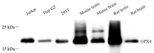 Anti-Glutathione Peroxidase 4 Mouse mAb