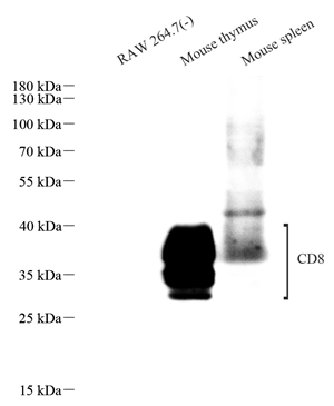 Anti-CD8 alpha Rabbit mAb