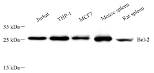 Bcl-2 Mouse mAb