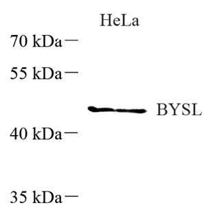 01 GB115364_14069 BYSL_WB.jpg