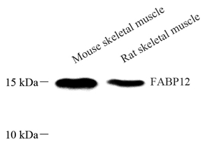 01 GB115354_14035 FABP12_WB.jpg