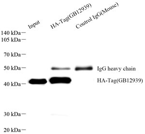 GB12939 HA-Tag_293F_ProteinA_IP.jpg