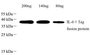 Anti-IL-6 Rabbit pAb