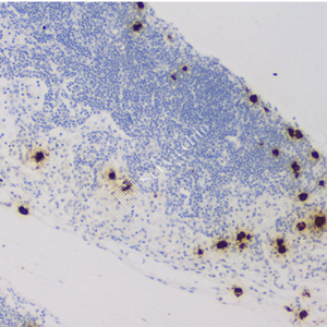 01 GB12093_20230420_GranzymeB_7G5G5_7G5G5 20230313 R thymus d1000_IHC.jpg