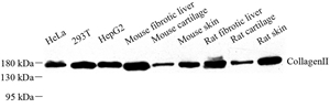 Anti-Collagen II Rabbit pAb