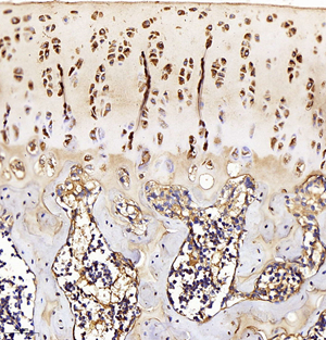 Anti-Collagen II Rabbit pAb