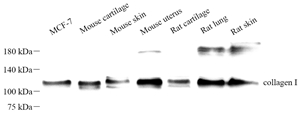 Anti-Collagen I Rabbit pAb