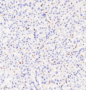 01 GB11067_CD68_078 M liver+LPS d500_20.0x_IHC.jpg