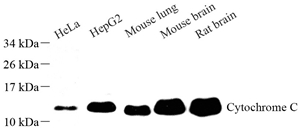 01 GB11080_Cytochrome C_WB(1).jpg