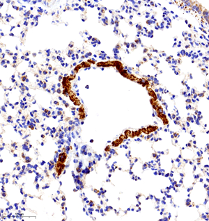 05 GB11080_Cytochrome C_7116070501 M lung d2000_30.0x_IHC.jpg