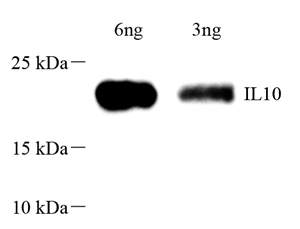 Anti-IL-10 Rabbit pAb