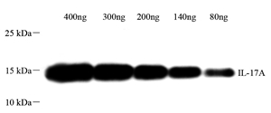 Anti-IL-17 Rabbit pAb