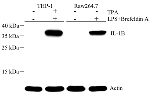 Anti-IL-1 beta Rabbit pAb