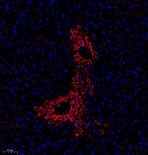 Anti-TGFB1 Rabbit pAb