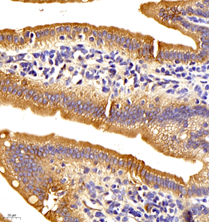 02 GB11290_170501 436_43617022801 claudin5 H small intestine d700_40.0x_IHC.jpg