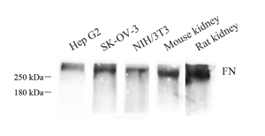 Anti-Fibronectin 1 Rabbit pAb