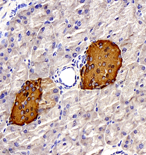 01 GB11334_170601_Insulin_576_57617041101 M pancreas d300_40.0x_IHC.jpg