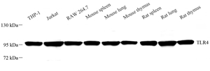 Anti-TLR4 Rabbit pAb