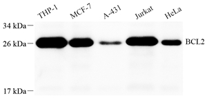 Anti-Bcl-2 Rabbit pAb