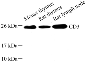 Anti-CD3 Rabbit pAb