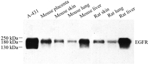 Anti-EGFR Rabbit pAb