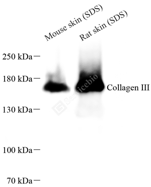 Anti-Collagen III Rabbit pAb