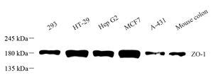 Anti-ZO1 tight junction protein Rabbit pAb