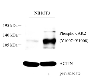 P-S876 PhoSpho-JAK2(Tyr1007+Tyr1008)_WB.jpg