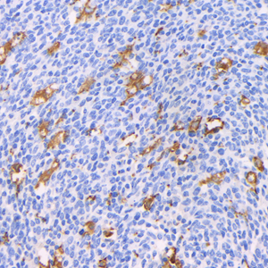 Anti-AIF1 Mouse mAb