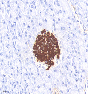 02 GB15334_20230424_Insulin_H55_H5520230413 M pancreas d1000_40.0x_IHC_WM(1)(1).jpg