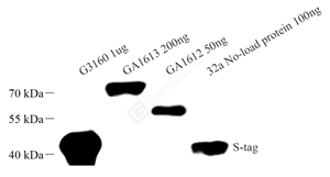 01 GB121252_6G10D4 S-tag_WB.jpg