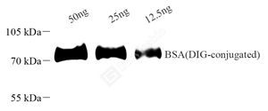 01 GB122056_8G5F11 Digoxigenin_WB.jpg