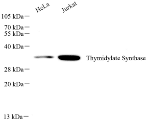 01 GB115510_14577-3_Thymidylate Synthase_WB.jpg