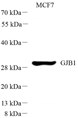 01 GB115501_14533-3_GJB1_WB.jpg