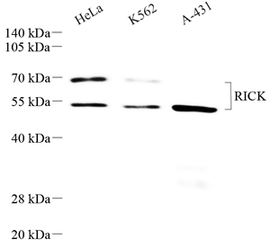 01 GB115502_14536-3_RICK_WB.jpg