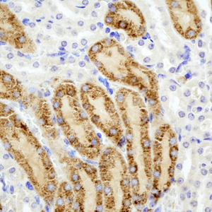 01 GB115505_14555-2_PON1_ M kidney d200_40.0x_IHC.jpg
