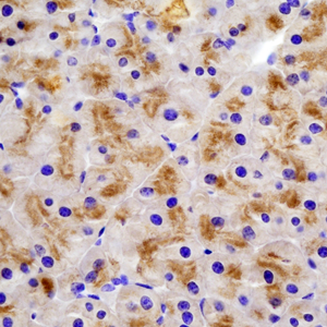 03 GB115505_14555-2_PON1_ M pancreas d200_40.0x_IHC.jpg