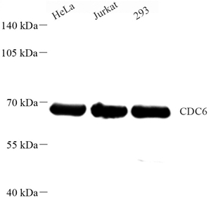 01 GB115494_14498-3 CDC6_WB.jpg