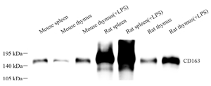 Anti-CD163 Rabbit pAb