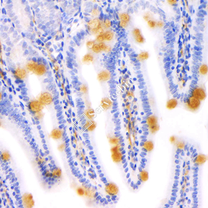 03 GB12345_20230625_muc2_4E12H6_ 20230505_d1000_M small intestine _ IHC.jpg