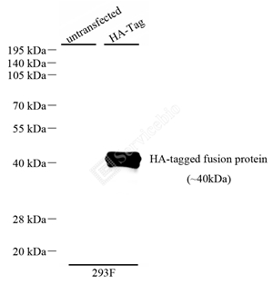 01 GB151253_C496 重组 HA-Tag_WB.jpg