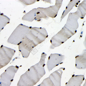 05 GB115543_20230627_ATR_14704_2 M skeletal muscle d100_40x_IHC.jpg