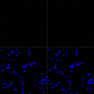 03 GB12019_20220724 V5 7D1B3 20230625 d1000_GFP-untransfected  293 Anti-V5-tag_40X_ICC.jpg