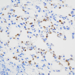 01 GB15224_20230724_MPO_ZSM230521_ZSM230521 M Inflammatory model induced by lps(6h) lung d1000_40.0x_IHC.jpg