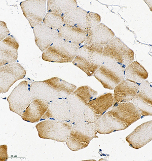 05 GB115580_20230720_TRAP1_13972-1_1397222072802-1 M skeletal muscle d150_IHC_30.0x.jpg