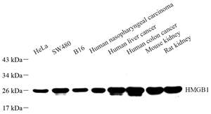 Anti-HMGB1 Rabbit pAb