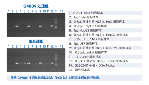 支原体检测 - 副本.jpg